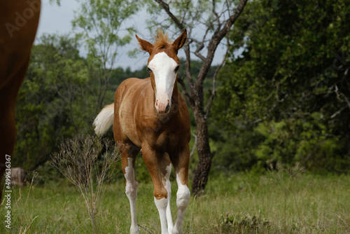 Photo Bald face foal horse during summer in Texas ranch pasture.