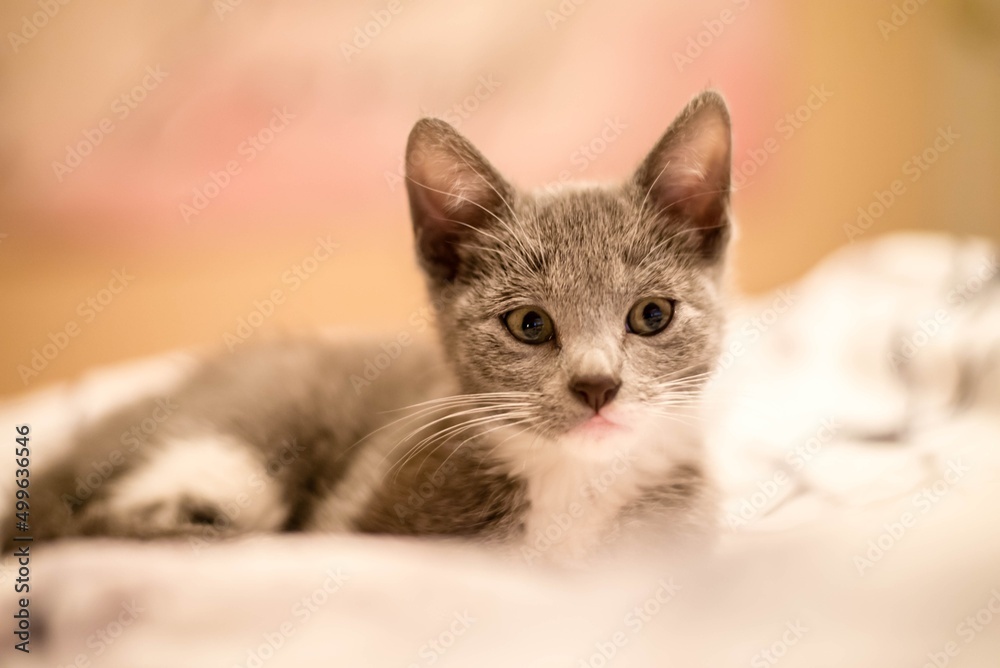 kitten on a white background kitten on a white background