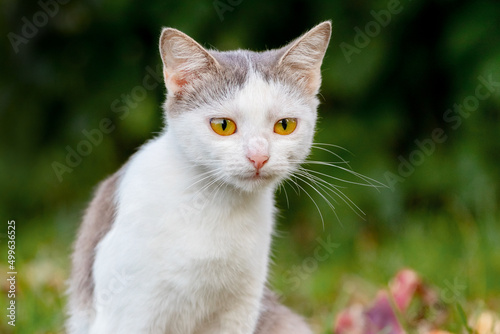 White spotted cat in the garden on a dark blurred background © Volodymyr