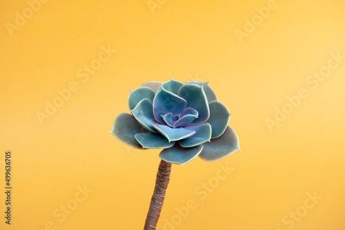 Lovely succulent isolated with yellow background