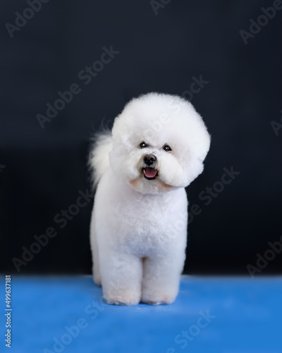 A Bichon Frise dog stands on a blue surface after grooming on a black background