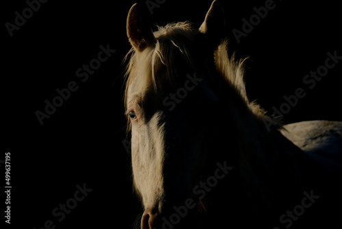 Young white horse with blue eyes closeup on black background.