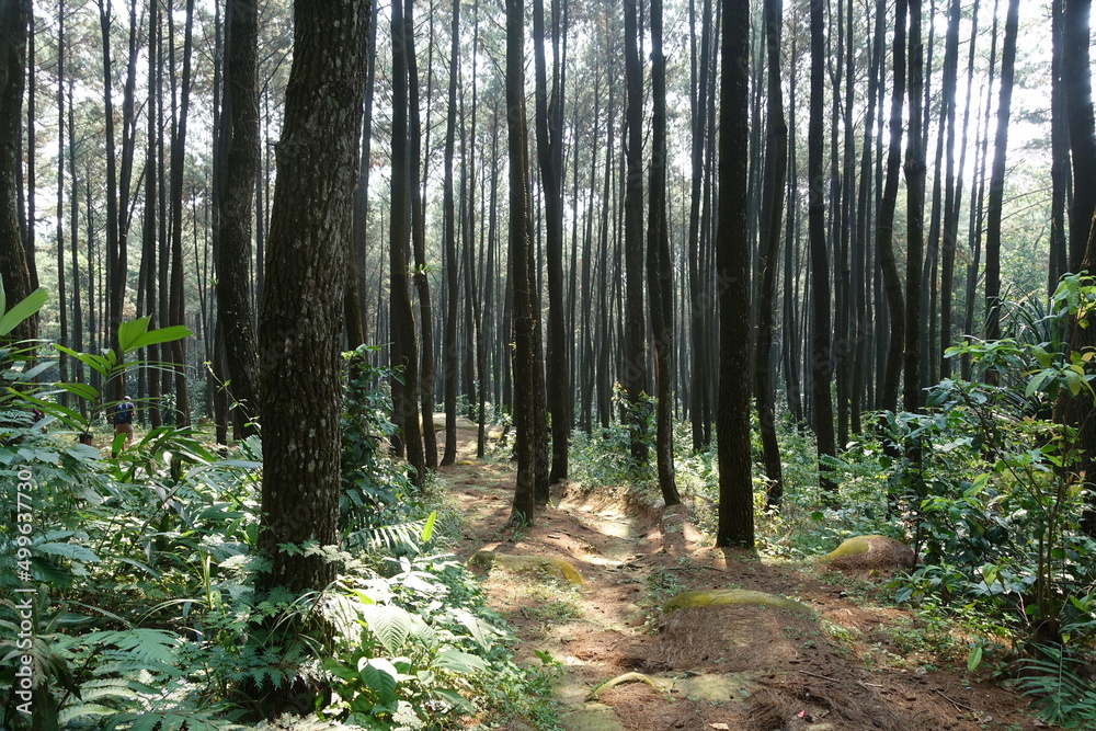 Obraz premium forest in spring
