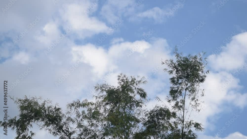 a bamboo tree that is blown by the wind during the day that moves its trunk left and right a bamboo tree that is blown by the wind during the day that moves its trunk left and right