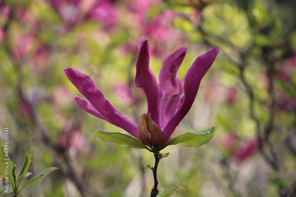 Fototapeta premium magnolia tree blossom in springtime. tender pink flowers bathing in sunlight
