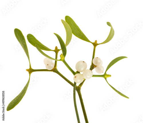 Mistletoe