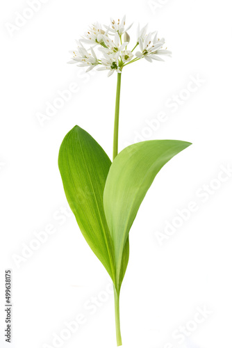 Ramsons flowers