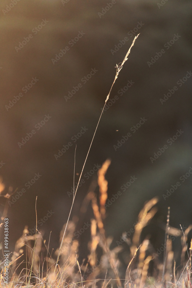 Grass in the wind - Palmar National Park - Argentina Grass in the wind - Palmar National Park - Argentina