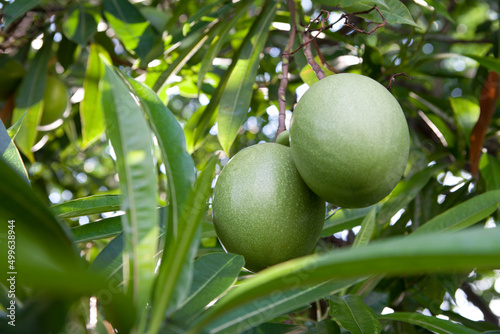 Cerbera Odollam, The Pong Pong Tree, Suicide Tree, Cerbera Manghas in Benjakitti Park in Bangkok. Leaves and fruits are not edible, they contain poison. Cerberus Odollam looks like a Mango Tree. photo