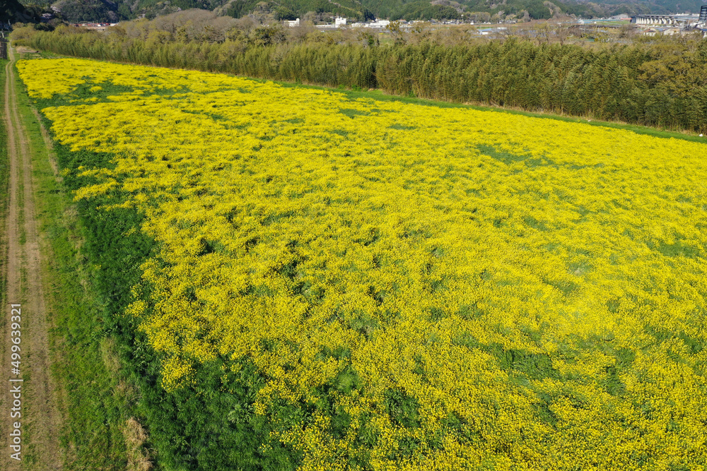 愛媛県大洲市 五郎の菜の花畑 愛媛県大洲市 五郎の菜の花畑