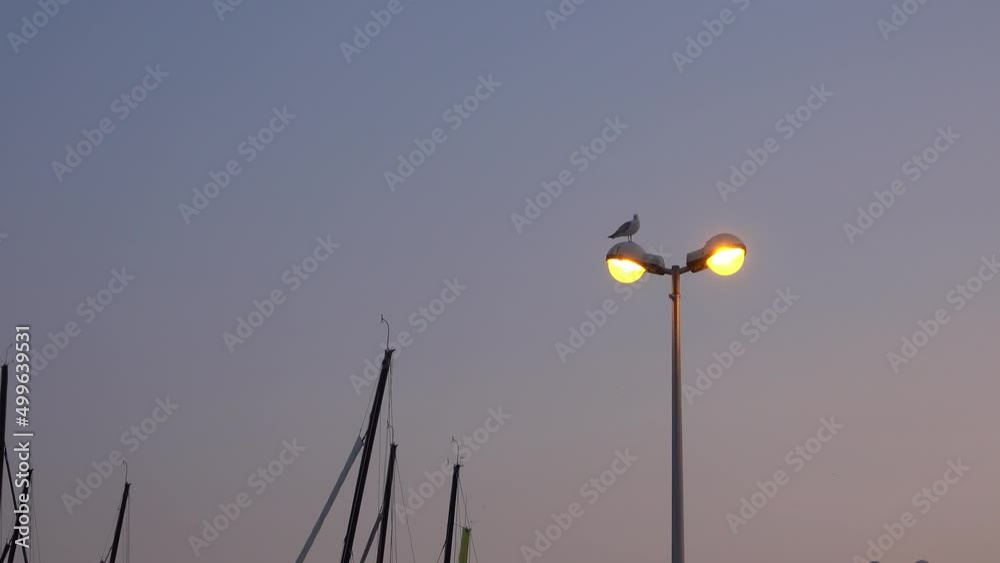 Seagull on a lantern in the port against the background of the evening sky. France, Brittany.