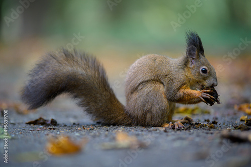 squirrel