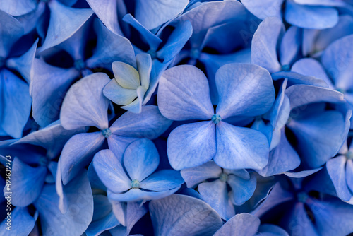 Blue hydrangea flower macro detail