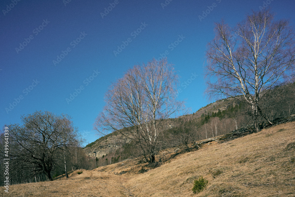 Cultural landscape with pasture and birches in early spring by Harpefoss in the Gudbrandsdalen Valley, Oppland, Norway. Cultural landscape with pasture and birches in early spring by Harpefoss in the Gudbrandsdalen Valley, Oppland, Norway.