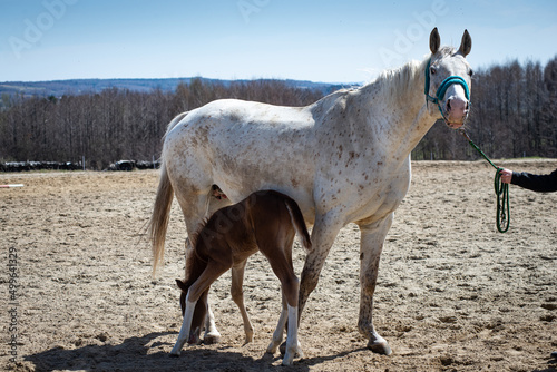 Koń źrebak z mamą, koń biały koń brązowy.