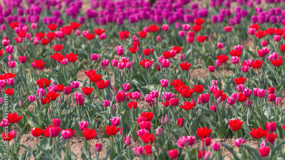 Campo di tulipani