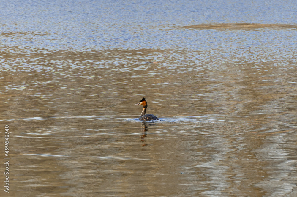 Wild duck swims in the river. On head bird of two dark tufts of feathers and red neck. Crested grebe Podiceps cristatus. Birdlife in wild nature.