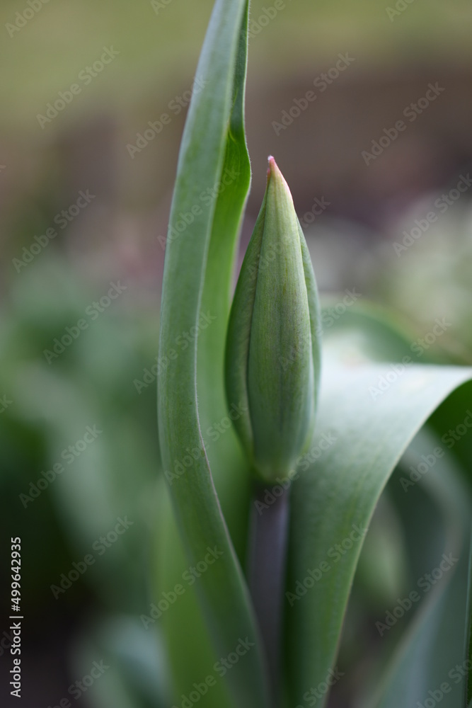 tulipan tulipan