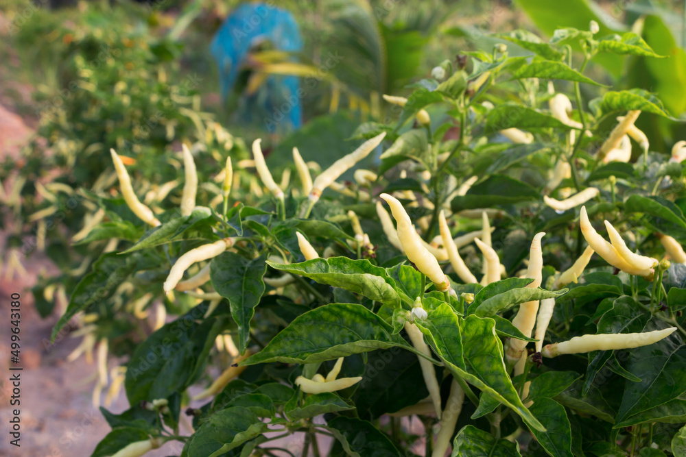Naklejka premium yellow chili pepper tree at the garden in morning.