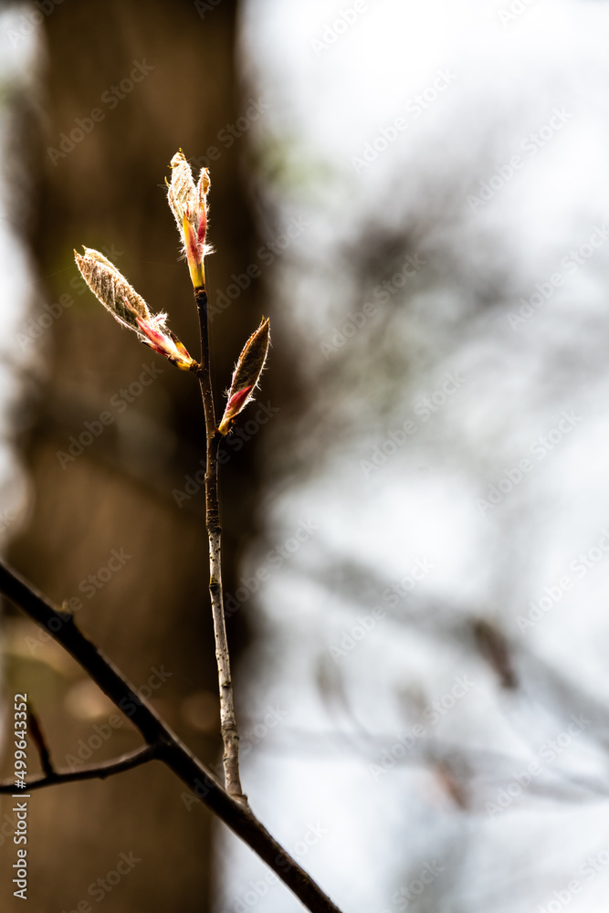 Twig with leaf buds - obrazy, fototapety, plakaty 