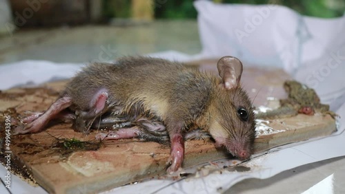 Living house mouse trapped by strong glue. Rat mouse captured onto glue trap photo