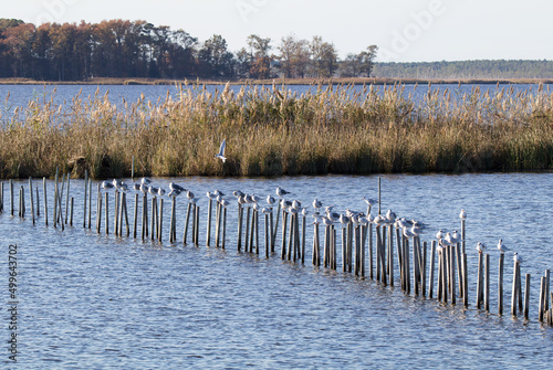 Fototapeta Naklejka Na Ścianę i Meble -  terns and gulls perched on sticks