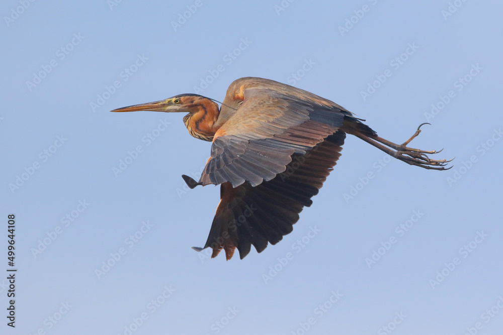 Obraz premium Purple Heron