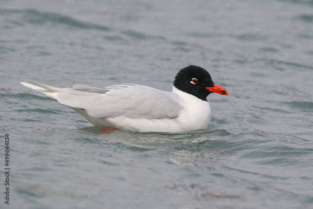 Real photo of Mediterranean Gull in wild hature Real photo of Mediterranean Gull in wild hature