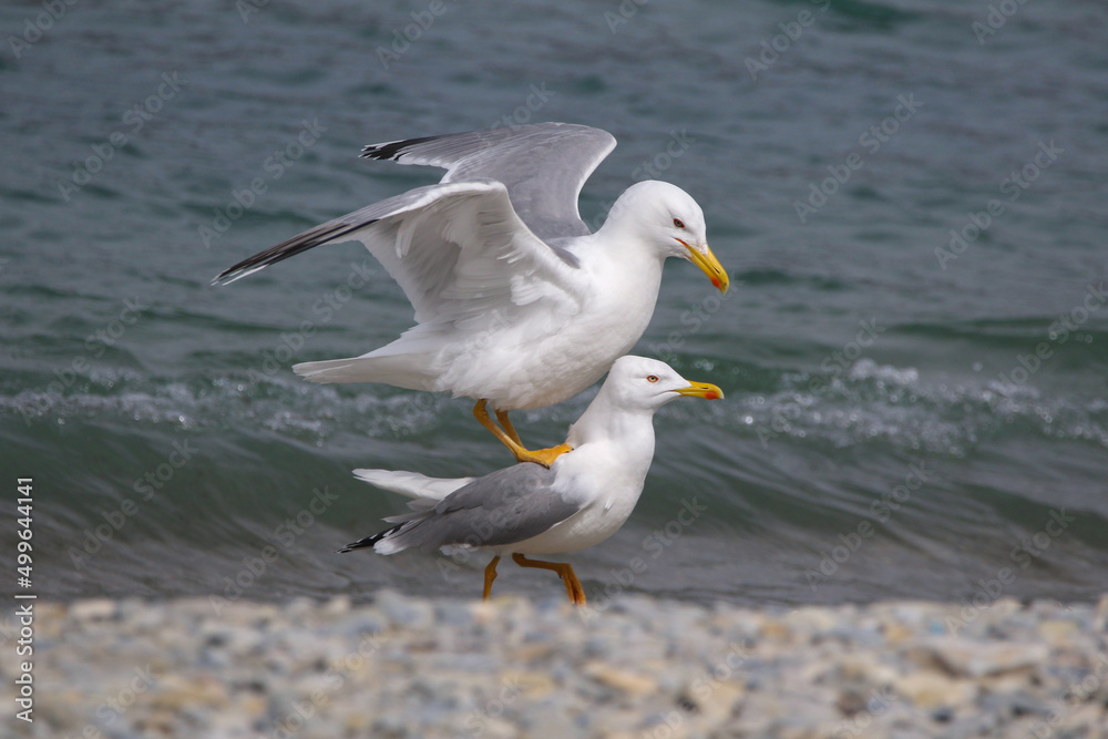 Real photo of Caspian Gull in wild hature. mating season Real photo of Caspian Gull in wild hature. mating season