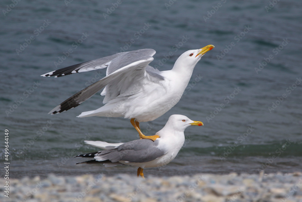 Real photo of Caspian Gull in wild hature. mating season Real photo of Caspian Gull in wild hature. mating season