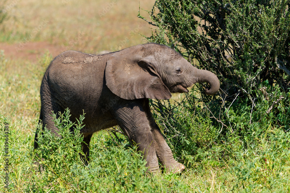 Elephant calf is very playful in Mashatu Game Reserve in the Tuli Block in Botswana   