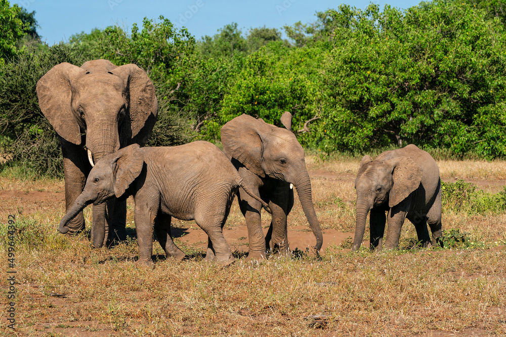 Elephant herd walking in Mashatu Game Reserve in the Tuli Block in Botswana                        