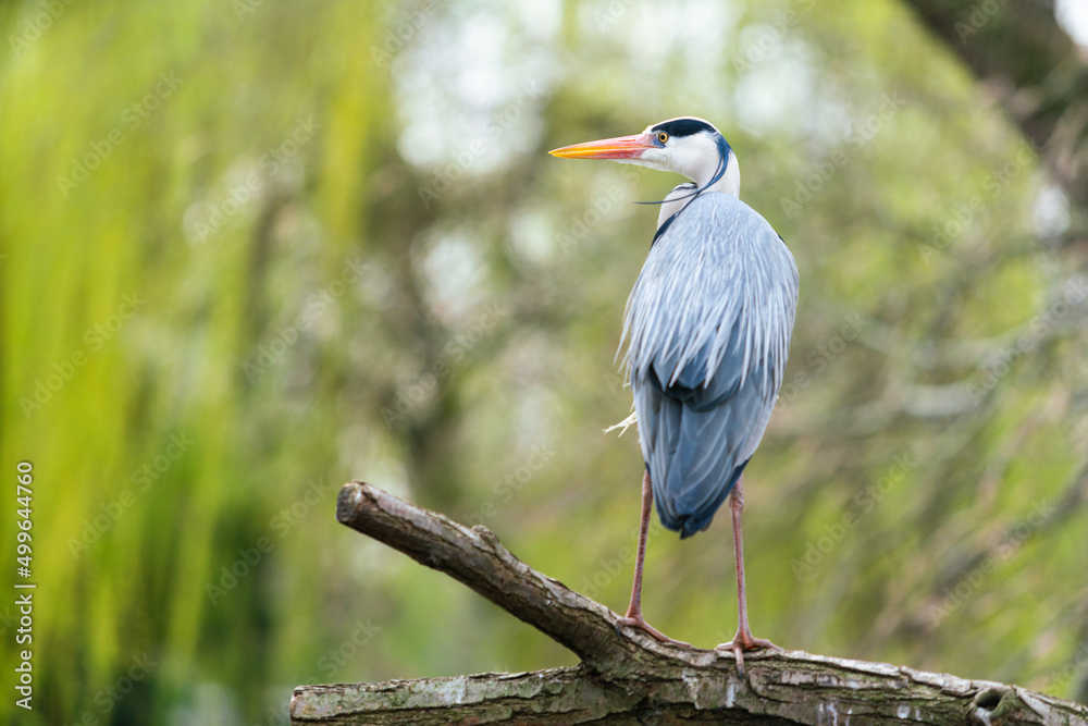 Fototapeta premium Reiher Vogel steht auf einem Stamm