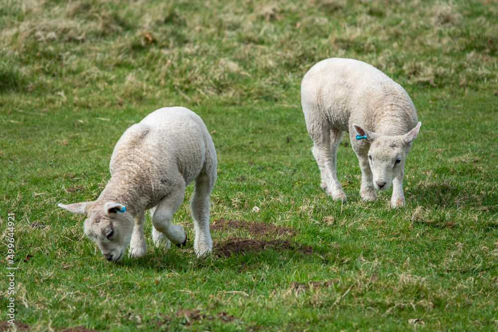cute white lambs grazing in the meadow cute white lambs grazing in the meadow