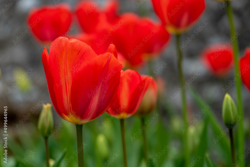 beautiful red tulips in the spring sunshine