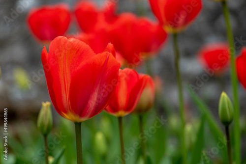 beautiful red tulips in the spring sunshine
