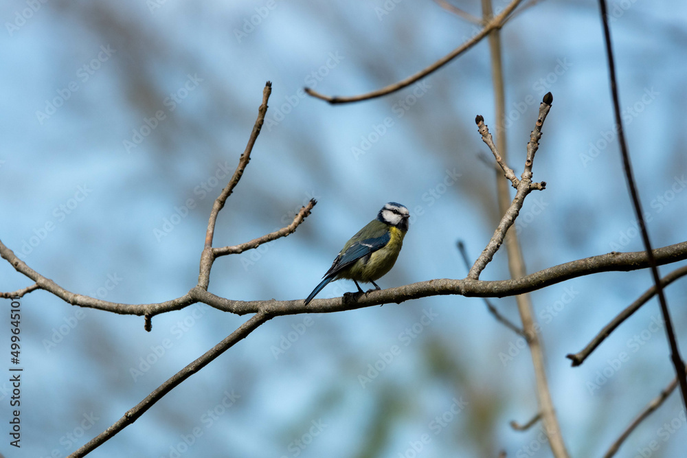 beautiful blue tit perched on a branch in the spring sunshine beautiful blue tit perched on a branch in the spring sunshine