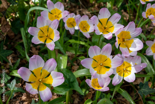 romulea bulbocodium known commonly as crocus leaved romulea  photo