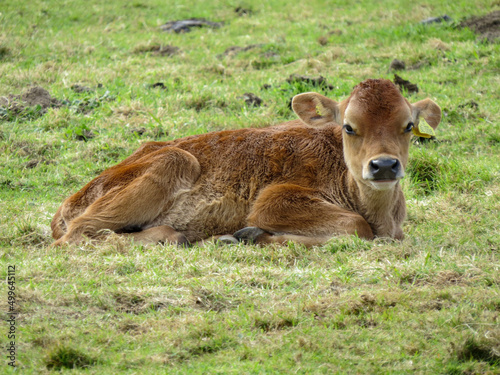 beautiful young brown calf resting in the meadow