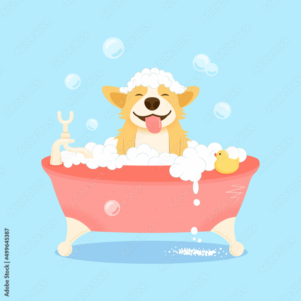 Cute welsh corgi dog character, takes a bubble bath. The dog washes the ...