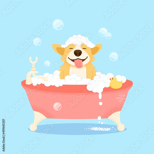 Cute welsh corgi dog character, takes a bubble bath. The dog washes the grooming salon. Dog grooming concept. Cartoon flat vector illustration.