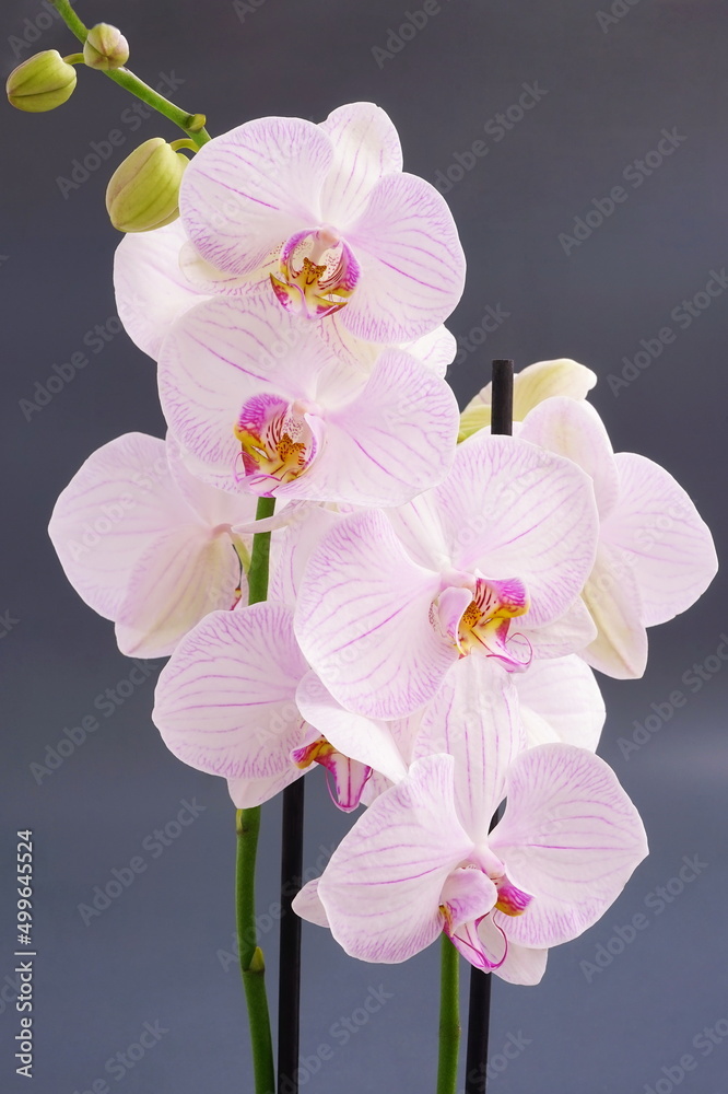 Blooming pink orchid flowers on a gray background. View from the side, tropical flower. Phalaenopsis close up. Blooming pink orchid flowers on a gray background. View from the side, tropical flower. Phalaenopsis close up.