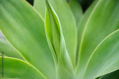 green leaves background