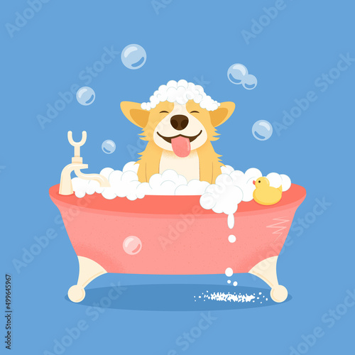 Dog grooming concept. Cute welsh corgi dog character, takes a bubble bath. The dog washes the grooming salon. Cartoon flat vector illustration.