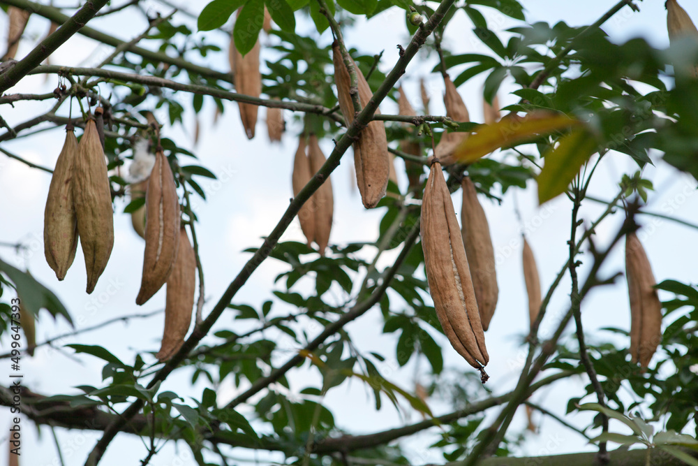 Kapok Tree, Java Cotton, Ceiba Pentandra, Java Kapok, Silk Cotton