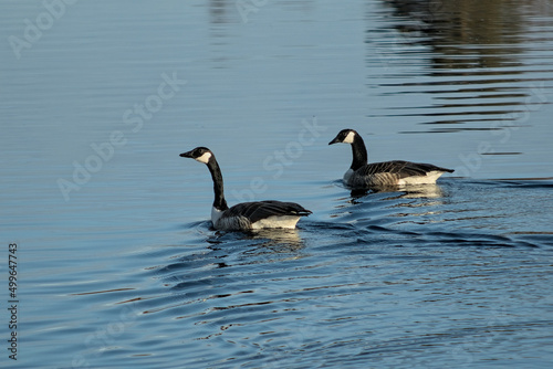 Two geese swimming together