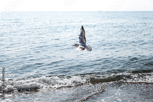 Black Sea, sand, seagulls, nature