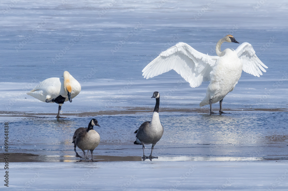 Obraz premium Snow Goose Display