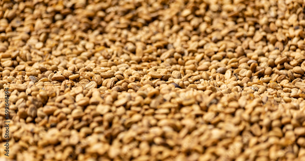 Close up of raw coffee beans, Bali, Indonesia