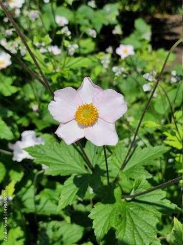 white flower in the garden